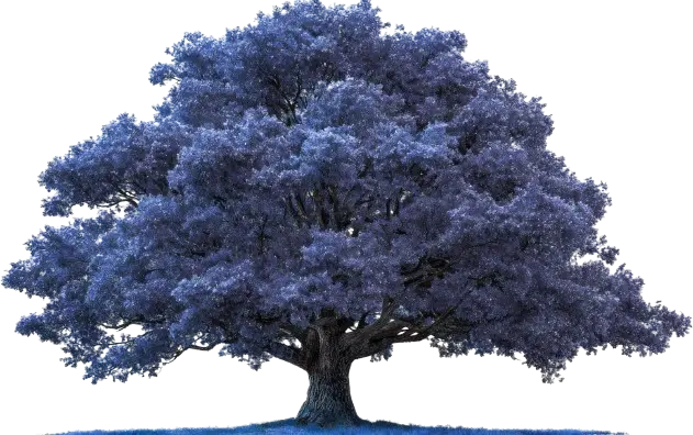 Oak Tree